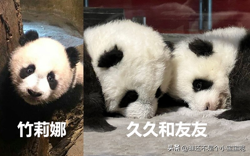 目前在国外的大熊猫有几只,大熊猫国外租借了多少只