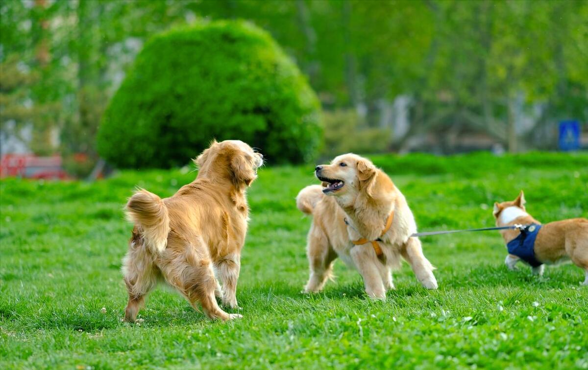 金毛犬的优缺点及价格,金毛犬最正确价格