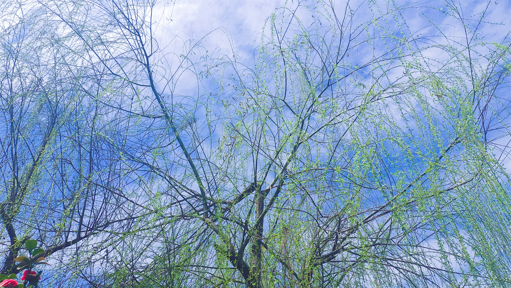 美丽吉安之风光系列：春天的柳树婀娜多姿美丽动人