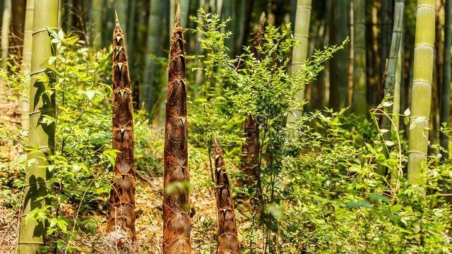 春笋的营养功效与做法,春笋的做法及功效