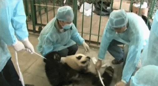 盘点网红大熊猫搞笑场面,大熊猫一摔成名