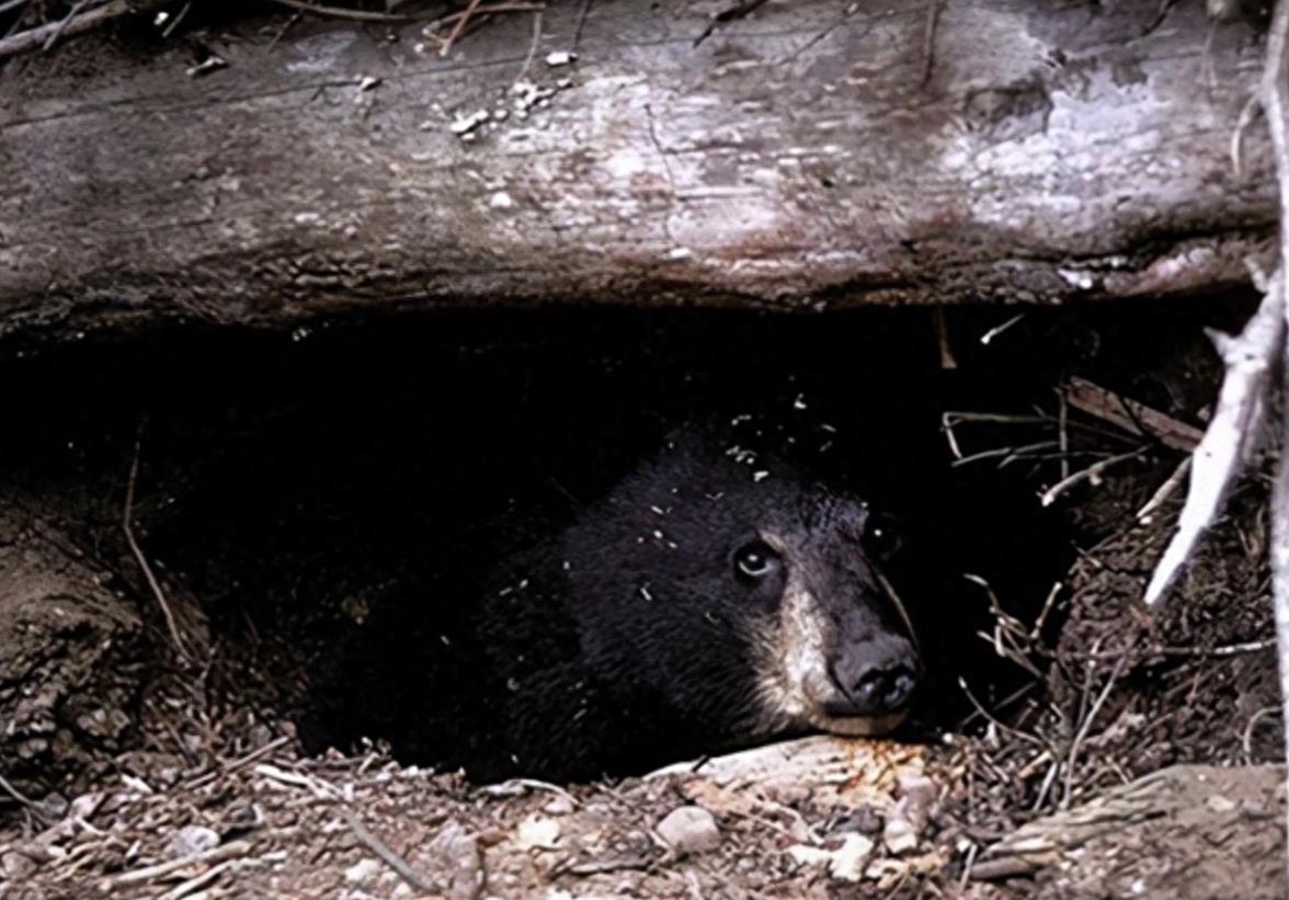黑熊一巴掌威力测试,黑熊一巴掌力量有多大