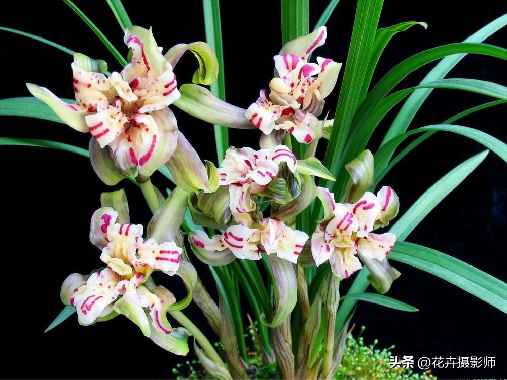 最高贵最好养的兰花,现在最值得入手的兰花