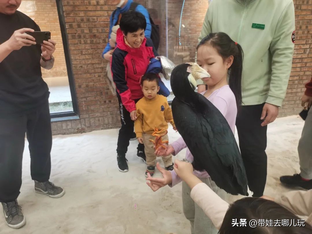 一天玩遍北京野生动物园,包场去鸟巢