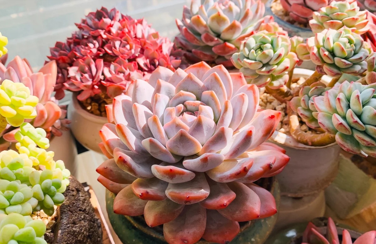 100种花能养在阳台上，50种开花的，40种绿植，10种蔬果