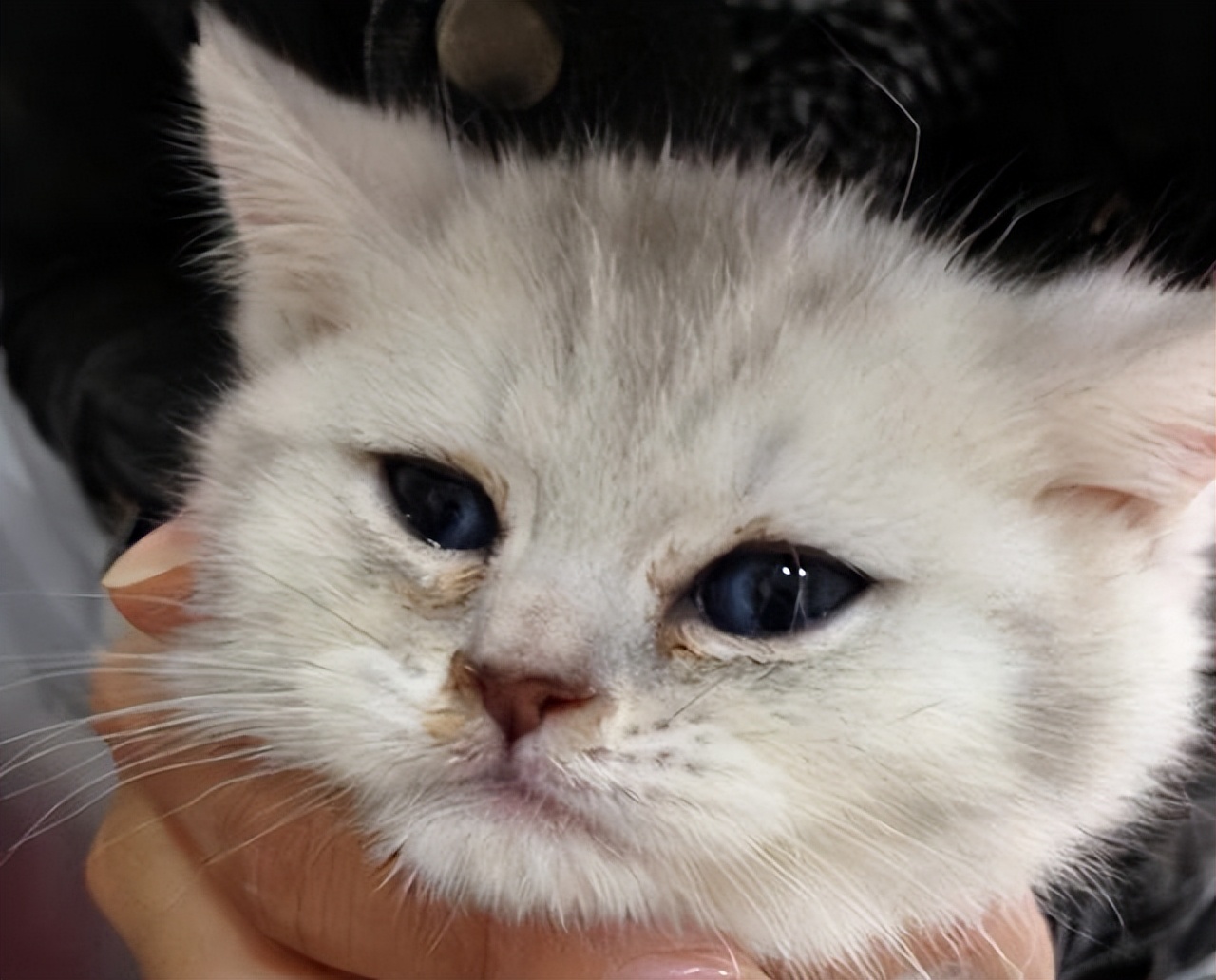 穷人养猫泪痕怎么解决,导致猫咪眼屎多的原因有哪些