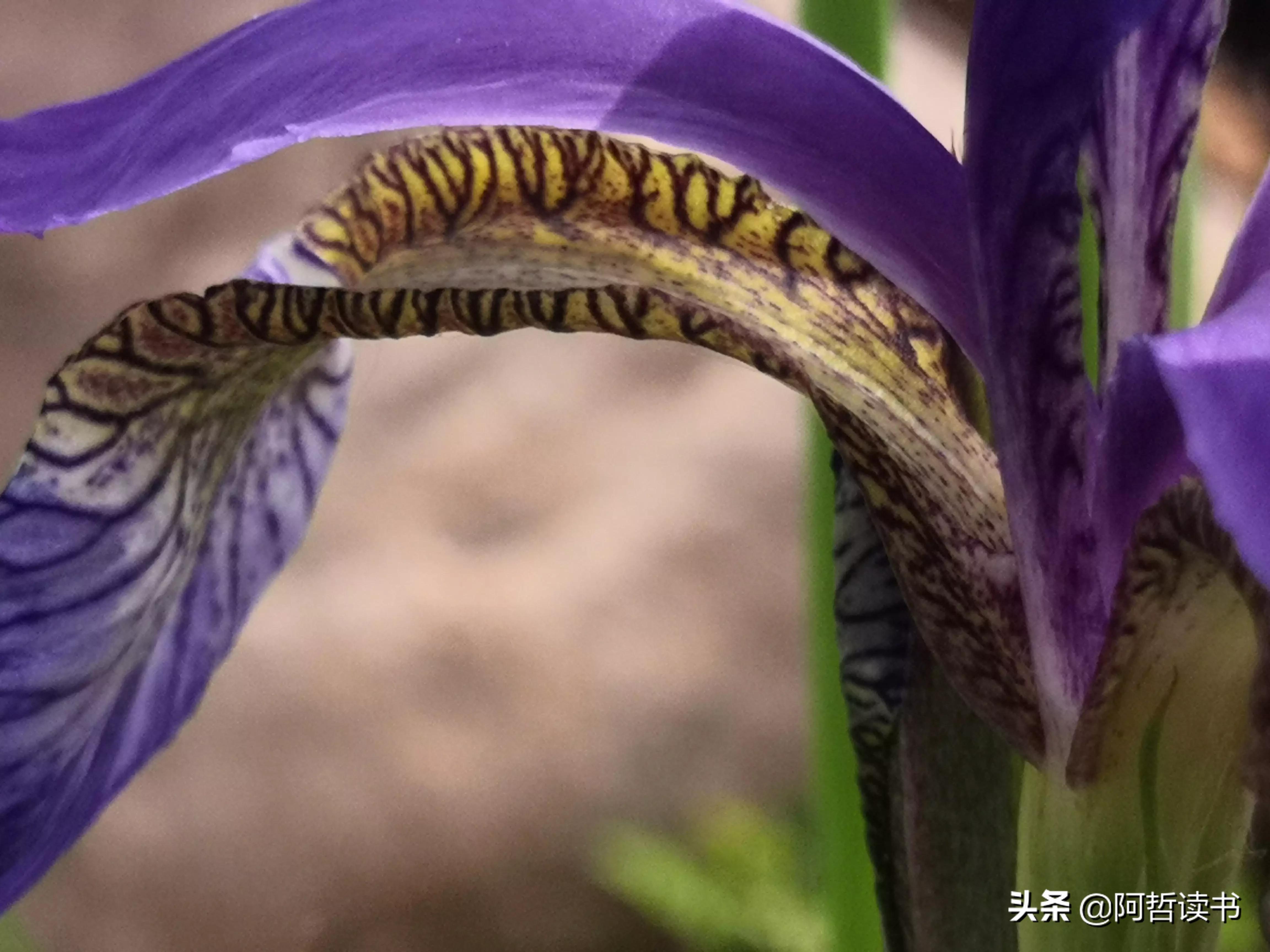 婀娜多姿鸢尾花,鸢尾花婀娜多姿