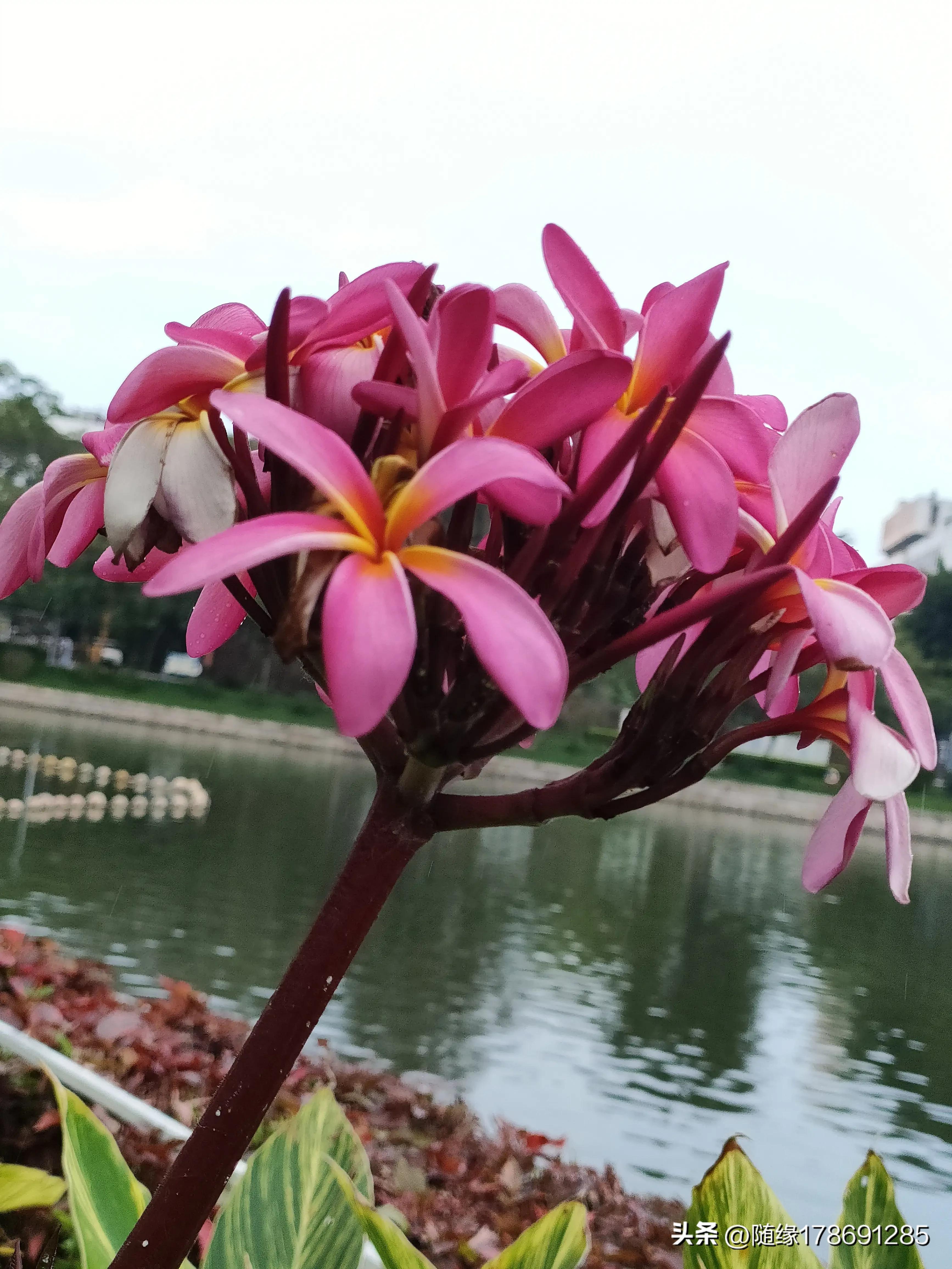 鸡蛋花开,又到了鸡蛋花开的季节