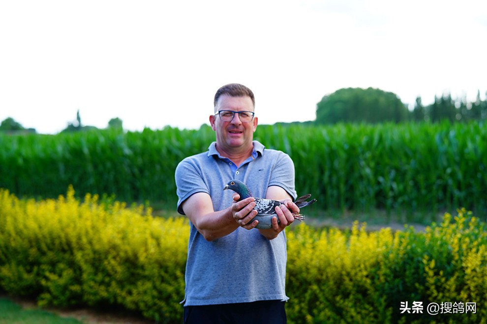 鲁迪狄萨尔信鸽,鲁迪狄萨尔鸽系的特点