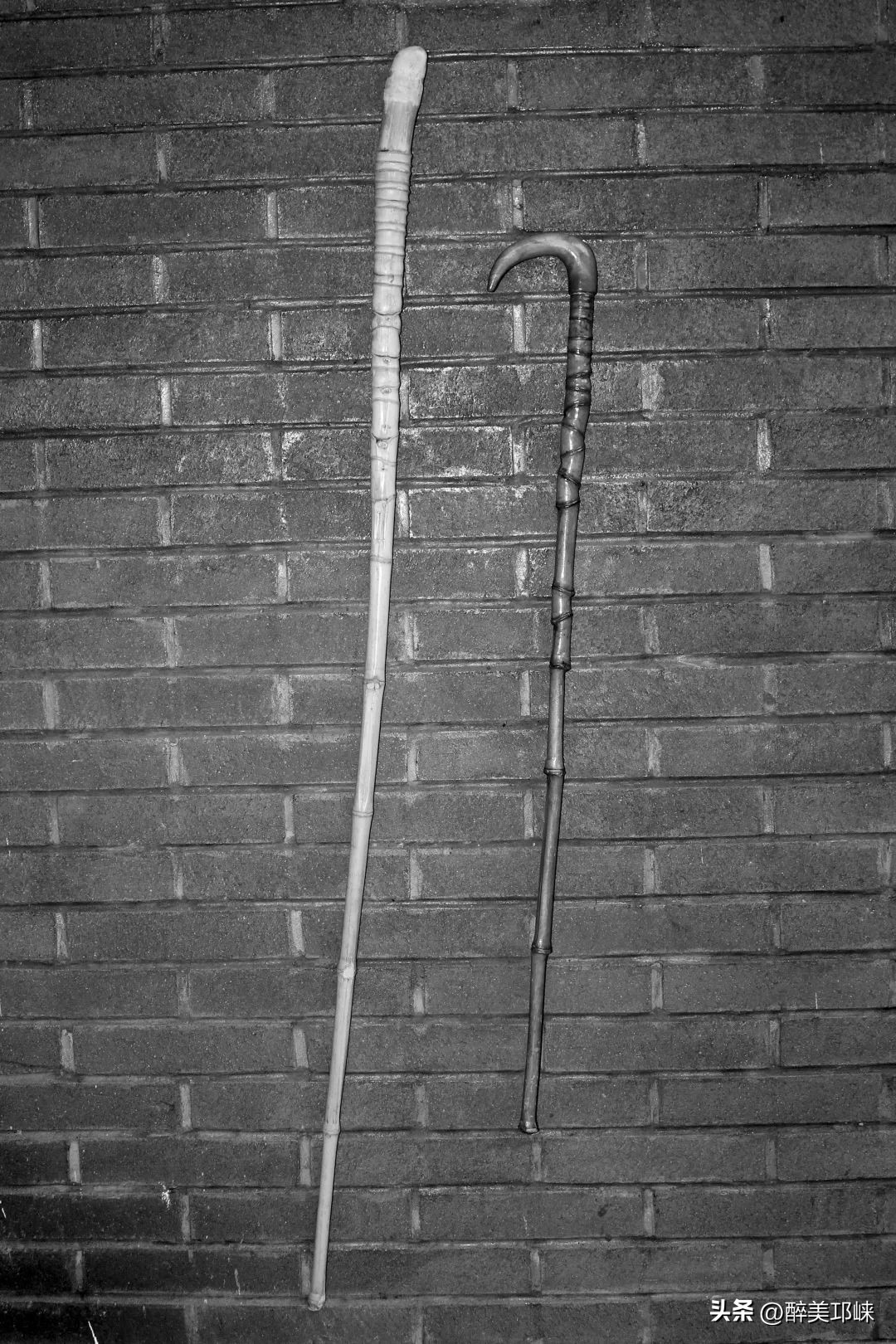 竹是风骨,平安竹养的如此茂盛