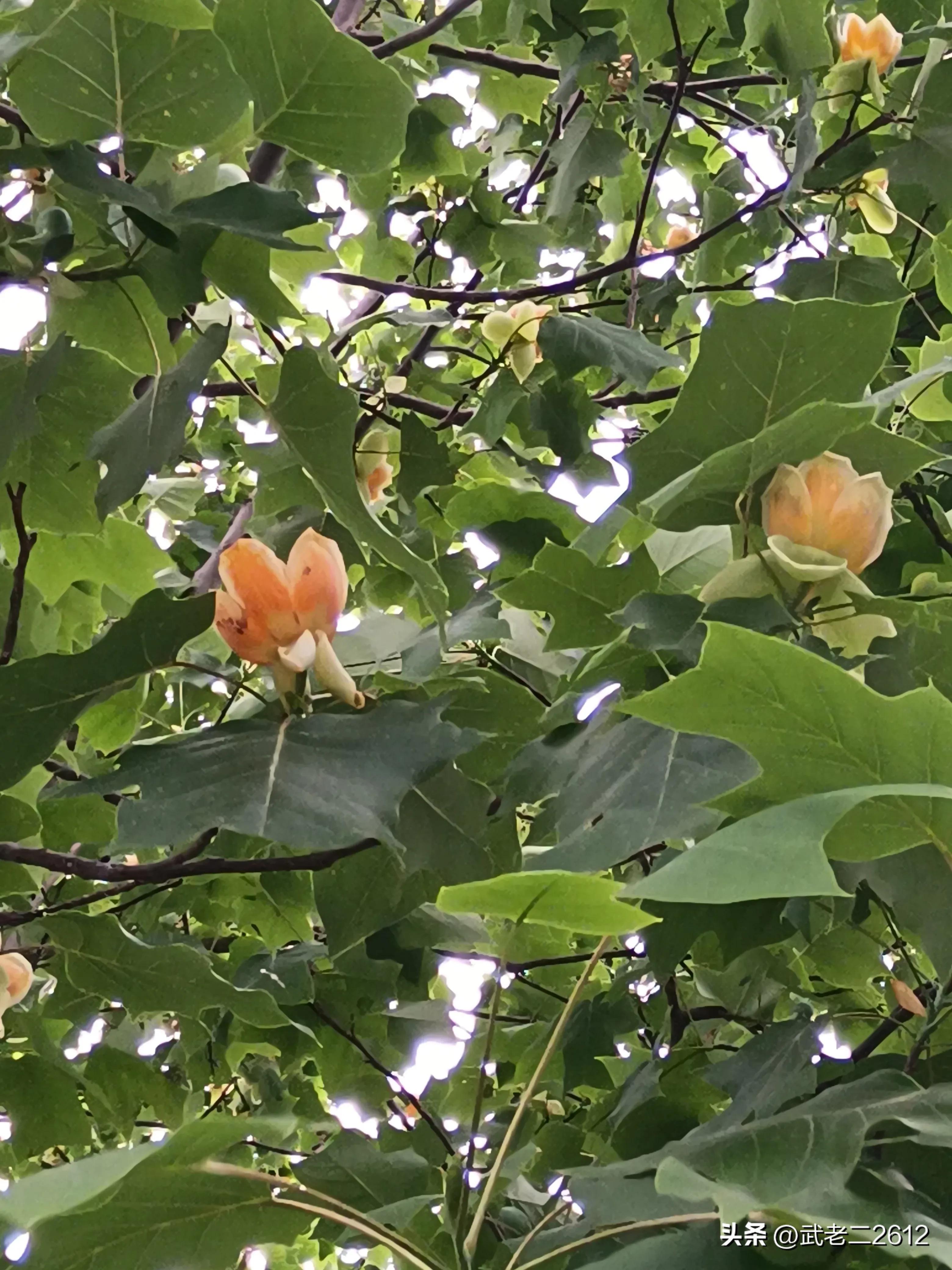 一个为我折树上莲花灯的人