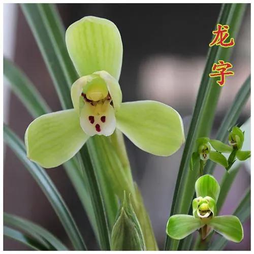 兰花品种大全四川,兰花品种鉴别方法