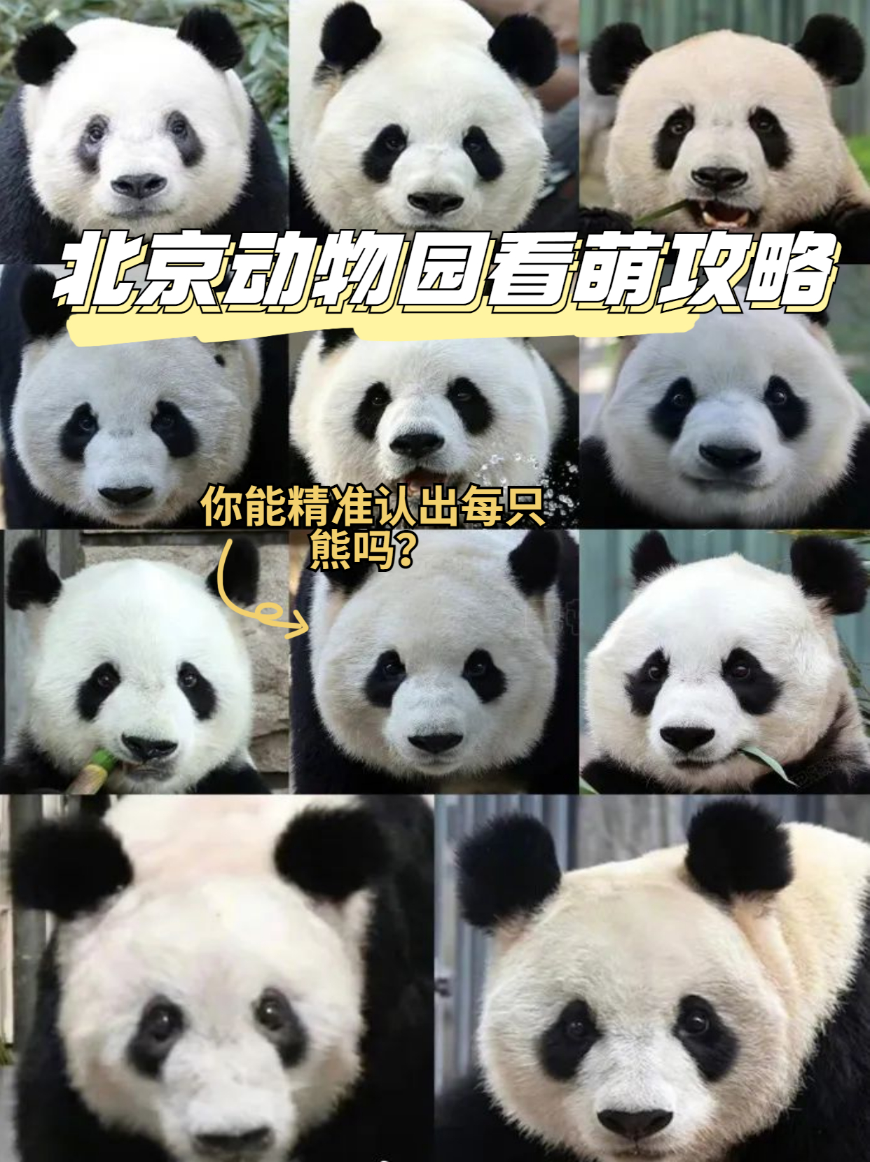 长隆野生动物园行李可以寄存的吗,淹城野生动物园能不能寄存行李