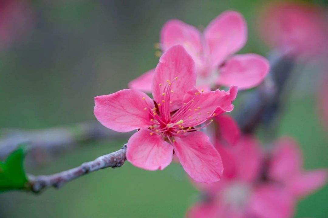 唯美春天的古诗词大全,描述春天的万种风情古诗十首