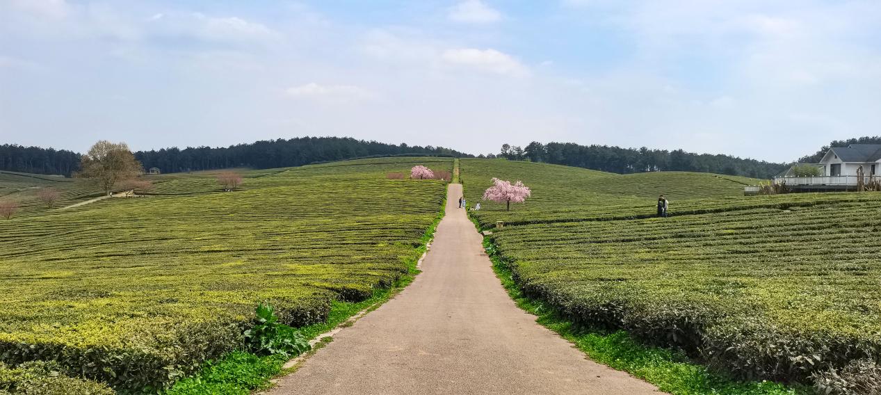 贵阳羊艾茶园风景,贵阳市羊艾茶场地址