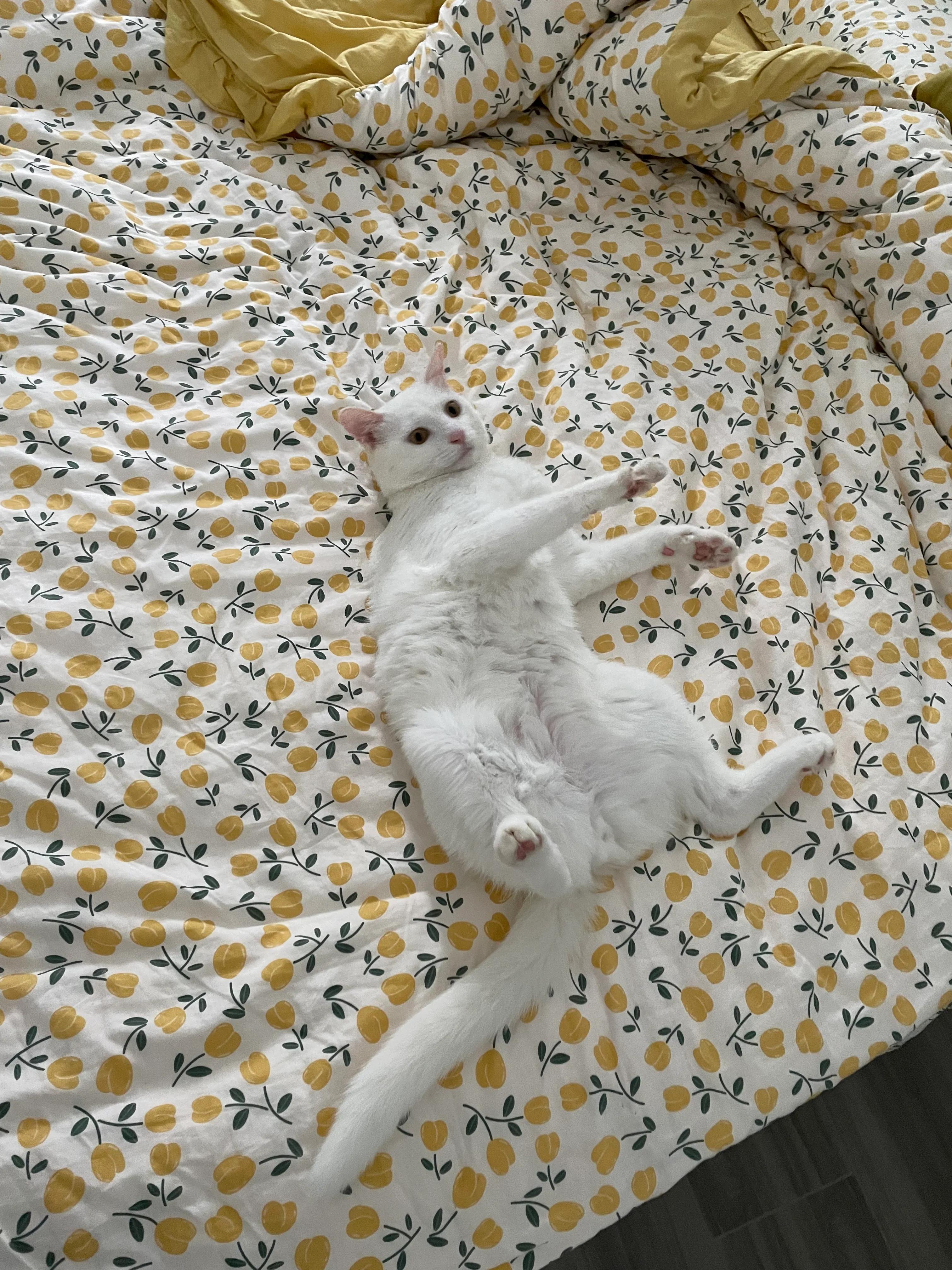 猫咪趾间炎会传染给人吗,趾间炎猫咪传染吗