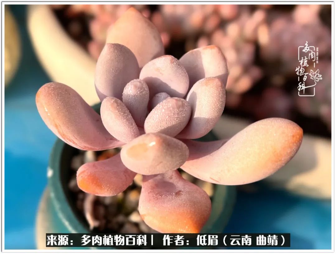 玉露多肉冬季分盆,玉露多肉怎样才能晶莹剔透