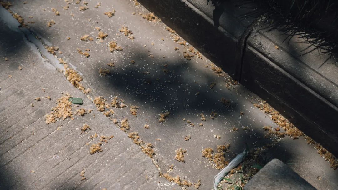 梧桐絮和石楠花,极限二选一