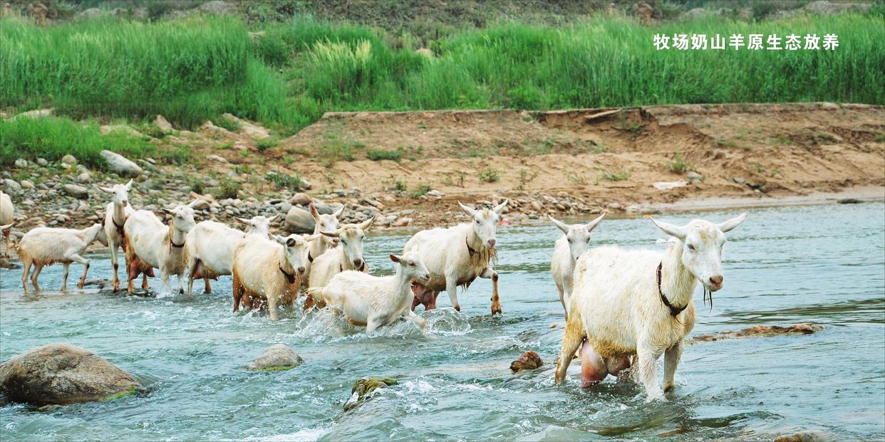 雅泰羊奶粉销量,雅泰羊奶粉盒装