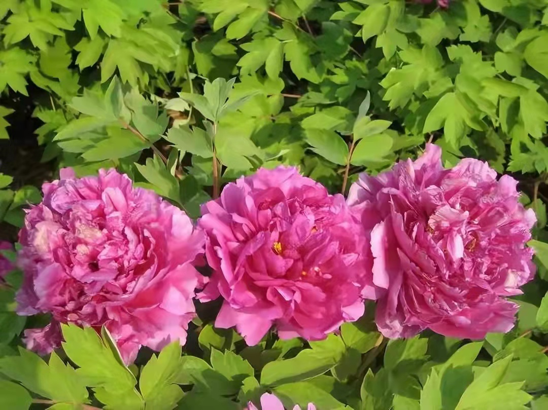 2019年合肥各高中高一分班情况,合肥高中分班怎么分按什么标准