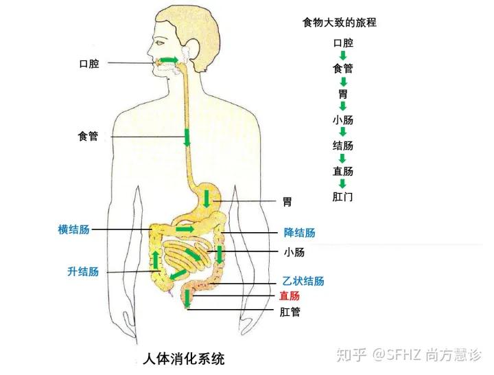 胃癌术后吃什么比较好,胃癌术后怎么饮食