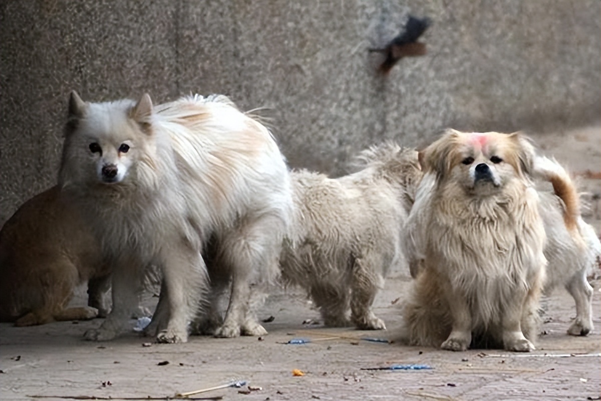 原来狗狗绝育有这么多好处,一大半你都不知道