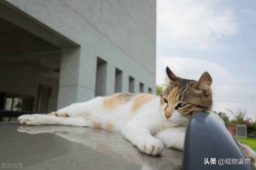 长途汽车可以带宠物猫的吧,大巴车可以带猫吗怎么过安检