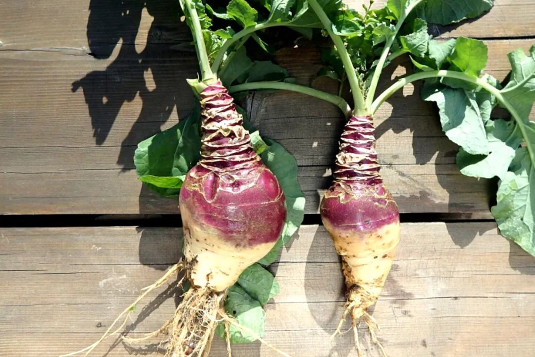 根类食物大全 (5种根菜类的食材)