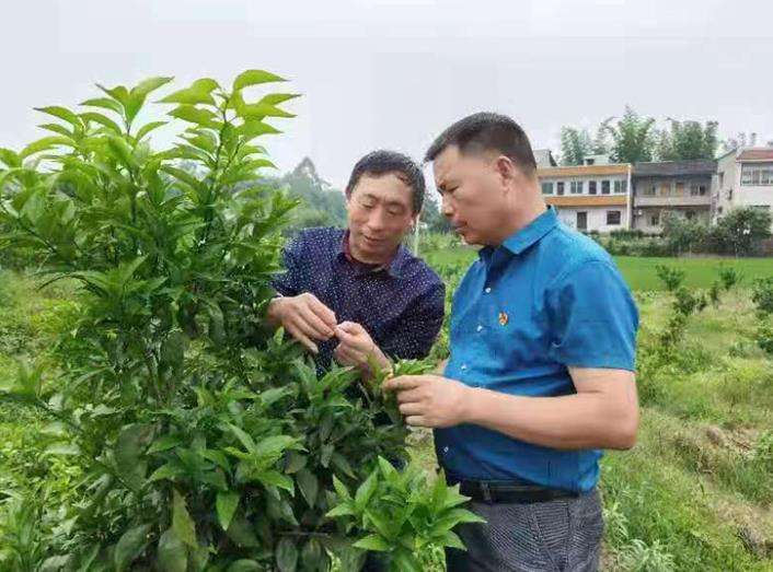 城里人到农村种树养老,农村老人靠儿子养老还是女儿养老