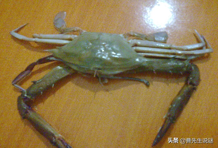 螃蟹爪子断了要怎么办,螃蟹爪子掉了是死蟹么