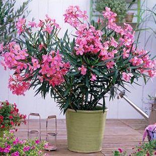 20种大毒花你家里养了吗,4种大毒花家里经常养