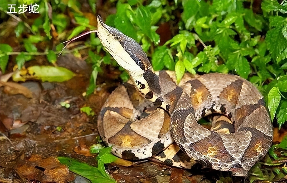 世界最毒的蛇十大毒蛇,中国境内最毒的蛇