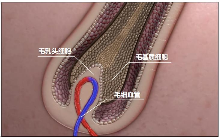 脱发脱得严重用什么防脱发,防脱要趁早改善脱发