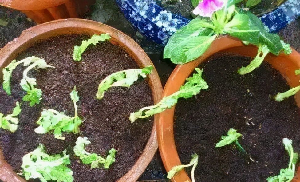 香菜种子没泡就种了几天发芽,香菜不泡水直接种几天出苗可以吗