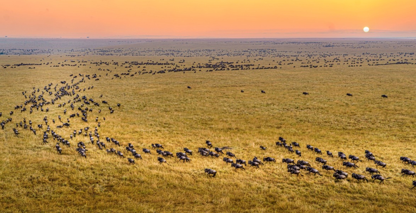 非洲草原上的“粮库”角马，社交与繁殖方式，都十分奇特
