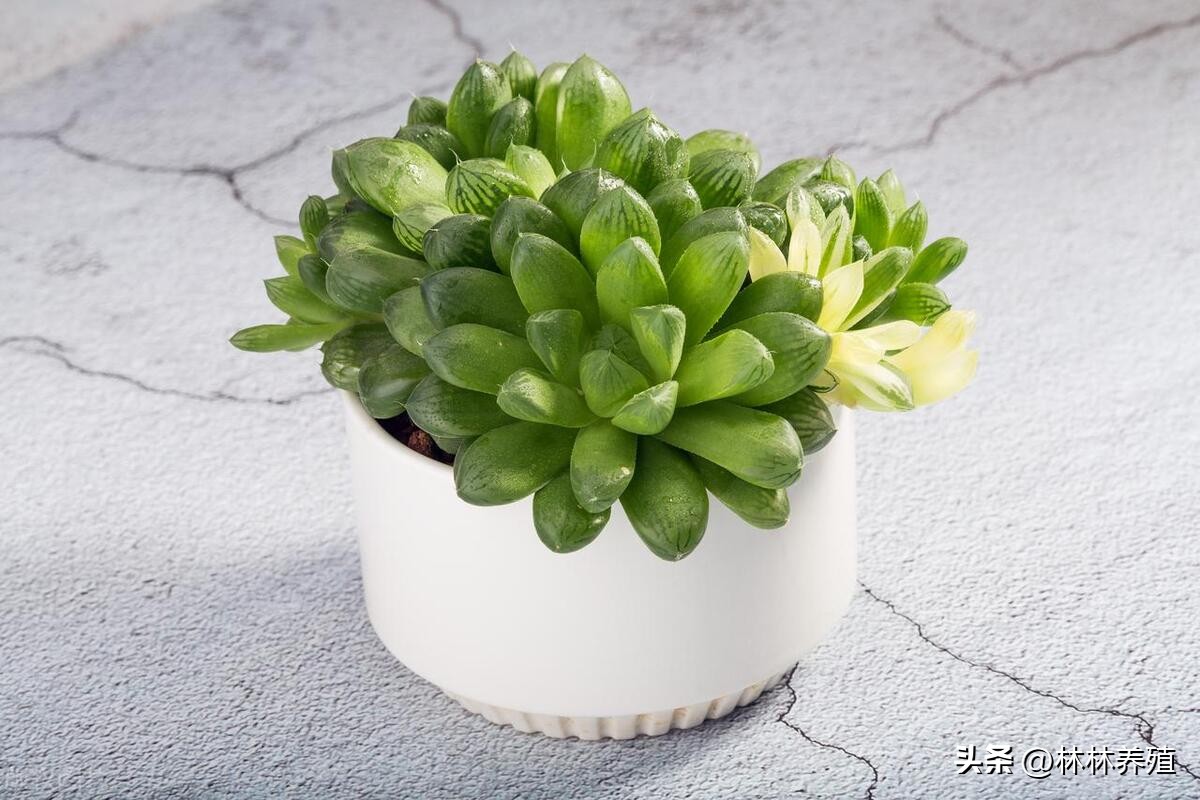 多肉植物发芽后怎么办,多肉植物发芽