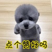 哈士奇没胃口吃饭,哈士奇没有狗粮怎么治它