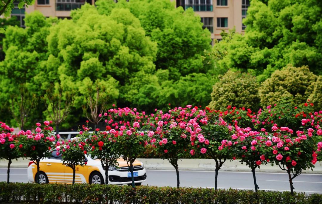 最好看的月季花海,百万株月季怒放惊艳五月初夏