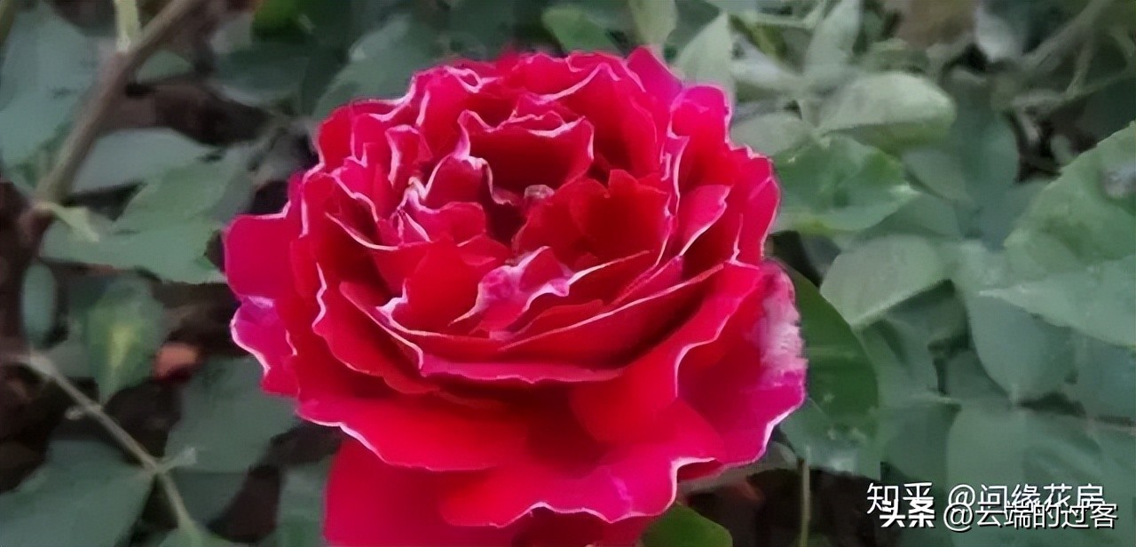 1到99朵玫瑰的含义图片,1到99朵玫瑰花语是什么