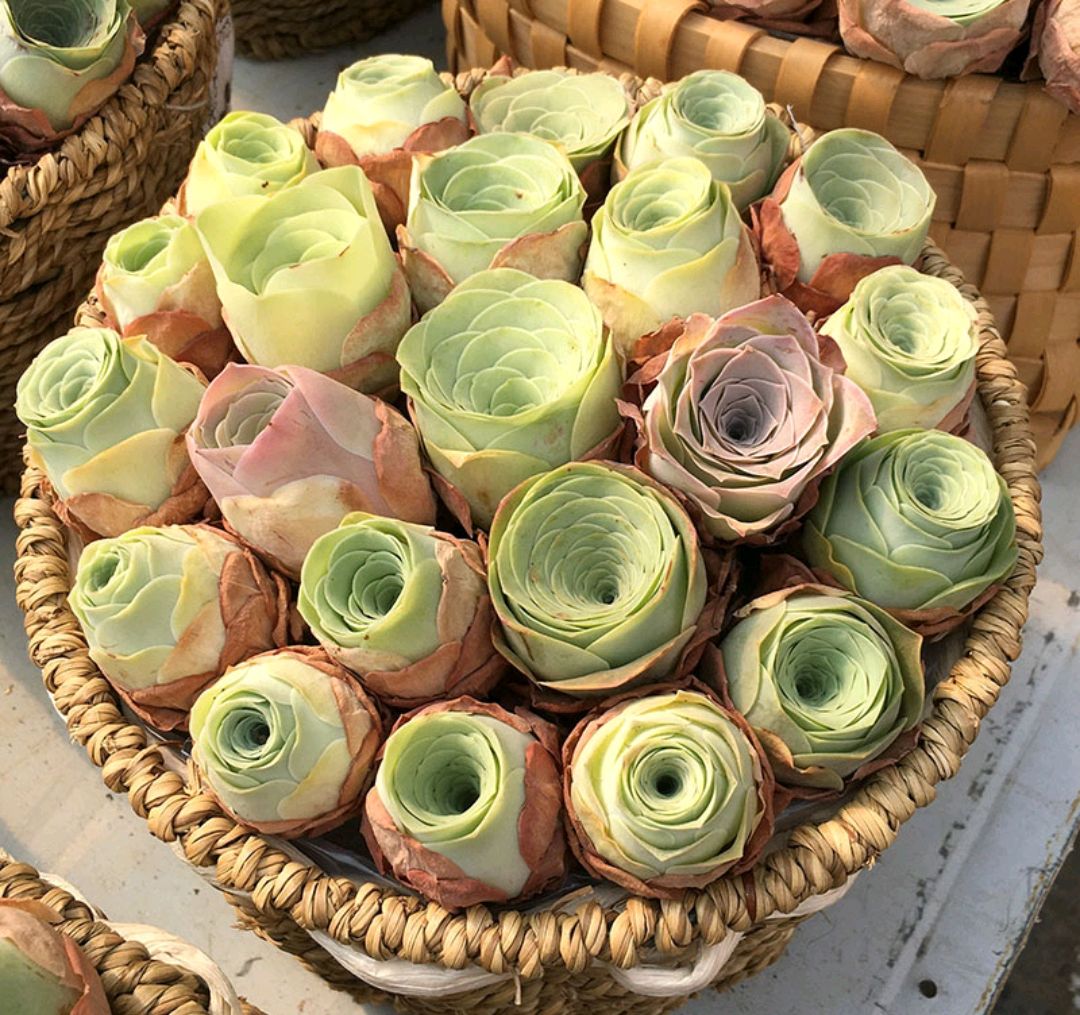 十二卷多肉的品种图鉴,100种多肉植物图片大全