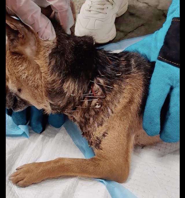 狗狗脖子被绳子系烂了,狗狗脖子烂了是怎么了