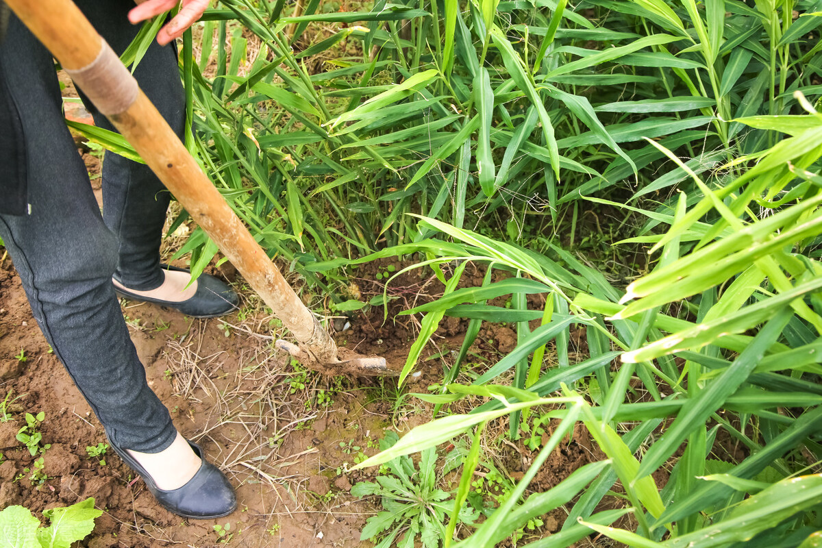 生姜收获方法和技巧,生姜晚采收还是早采收好