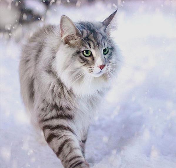 挪威森林猫好看吗,缅因猫挪威森林猫