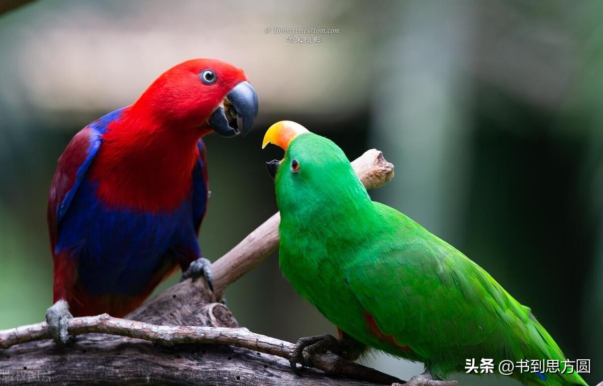 一招教你说话思维有条理,人说话的思维逻辑