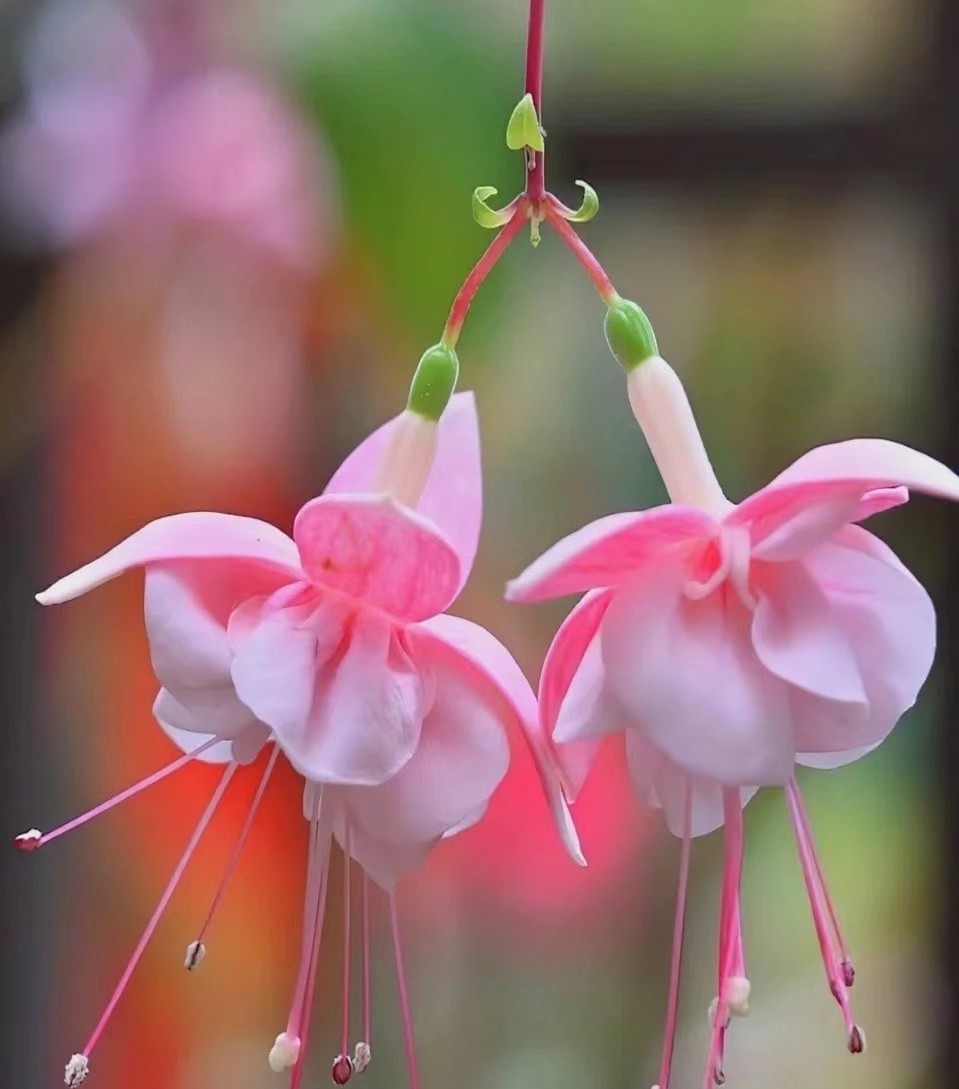 彩云悬挂天穹，鲜花似灯笼，浅析倒挂*钟金**培植和病虫害防治