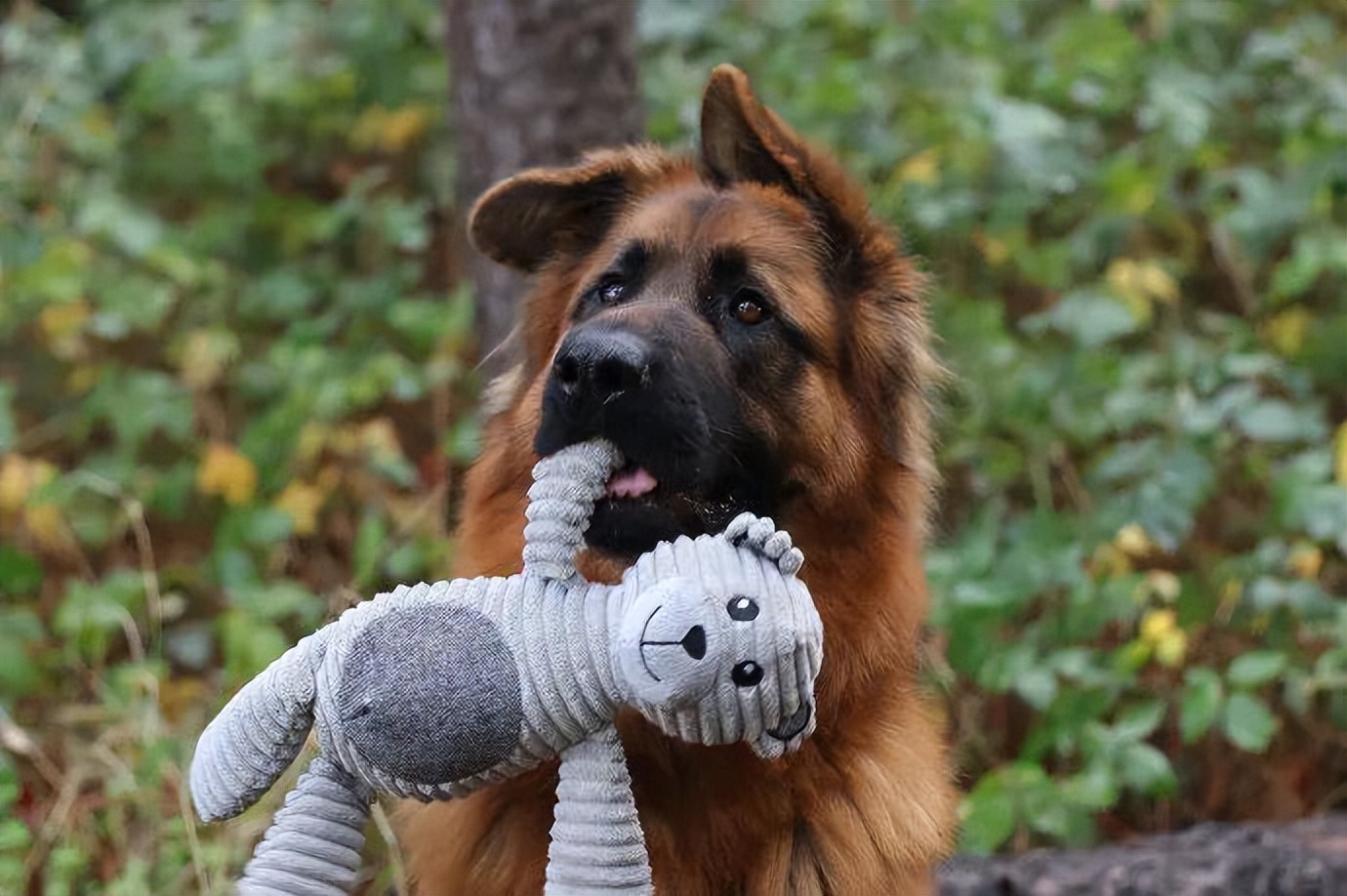 狗狗爱撒娇,推荐你养这几种狗聪明又招财
