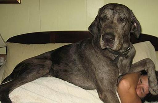 四招改善狗狗恢复期失眠,让狗狗拜拜怎么训练