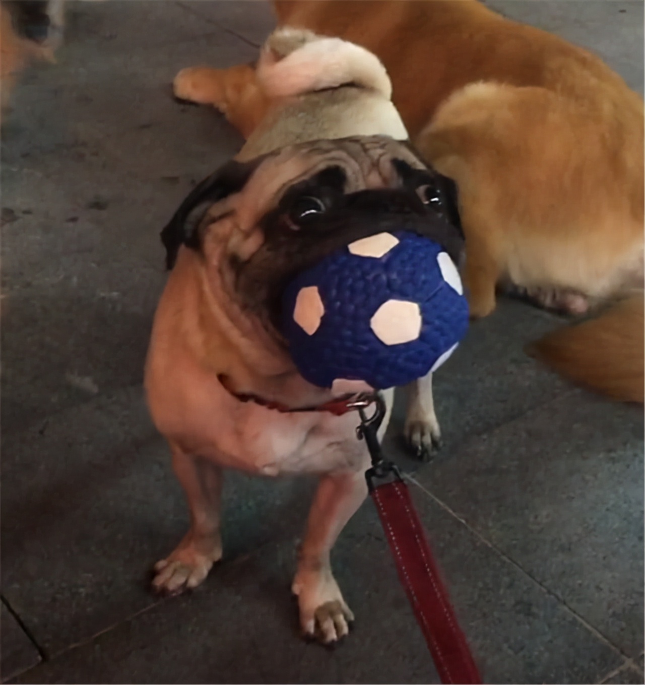 巴哥犬的4个缺点是什么,揭秘巴哥犬各种动作