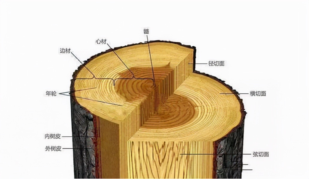 越南木工发现兰花印记,越南木工发现兰花