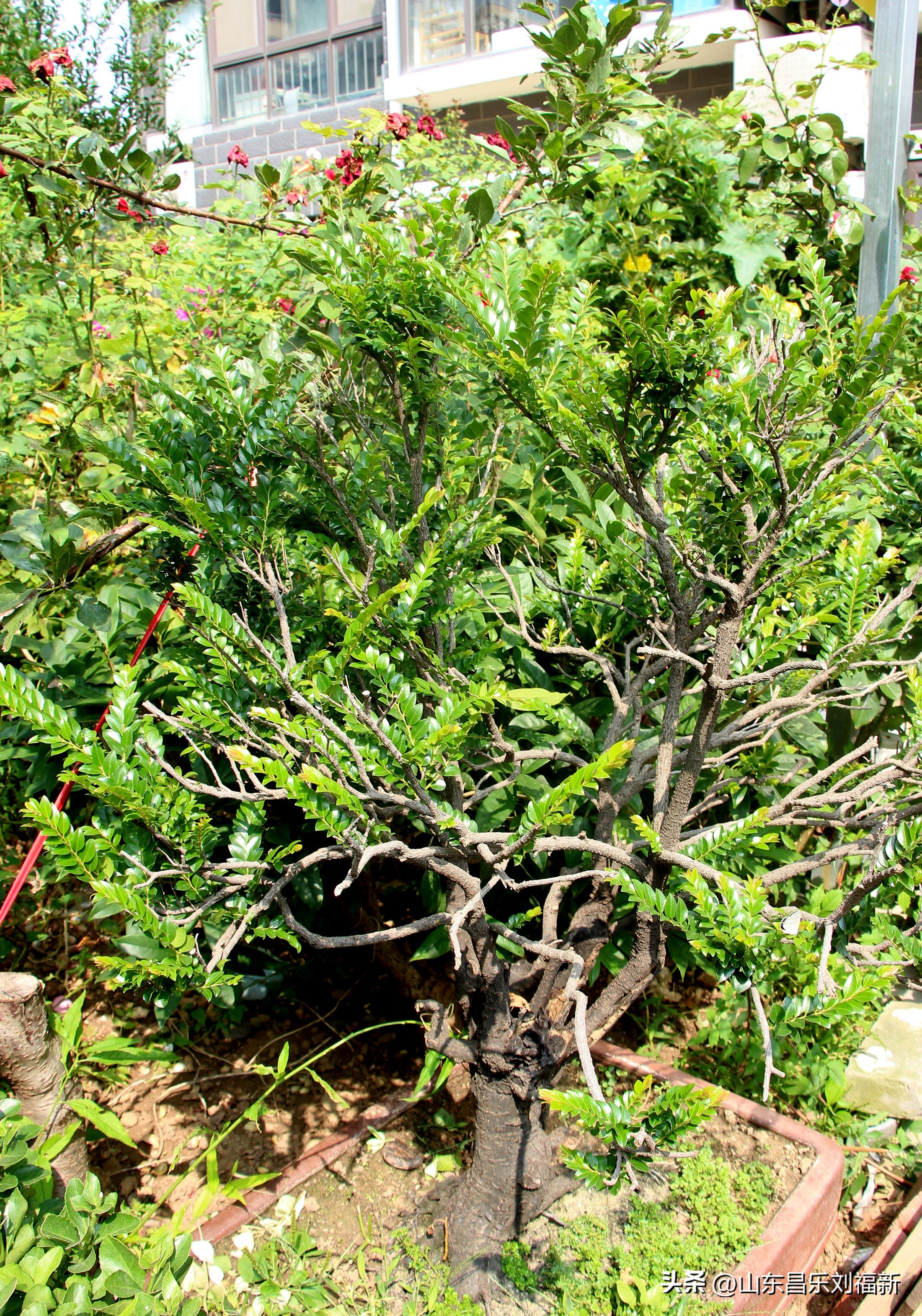 碧水龙庭深圳7栋4单元,顺光风景片拍摄